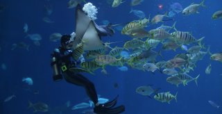 plonge dans les aquariums