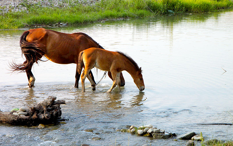 La coulée aux chevaux
